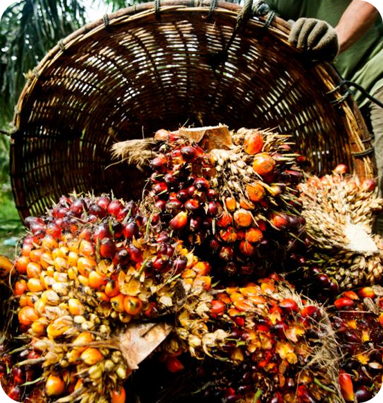palm kernel